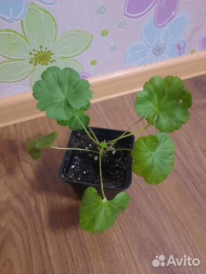 Пеларгония герань сортовая