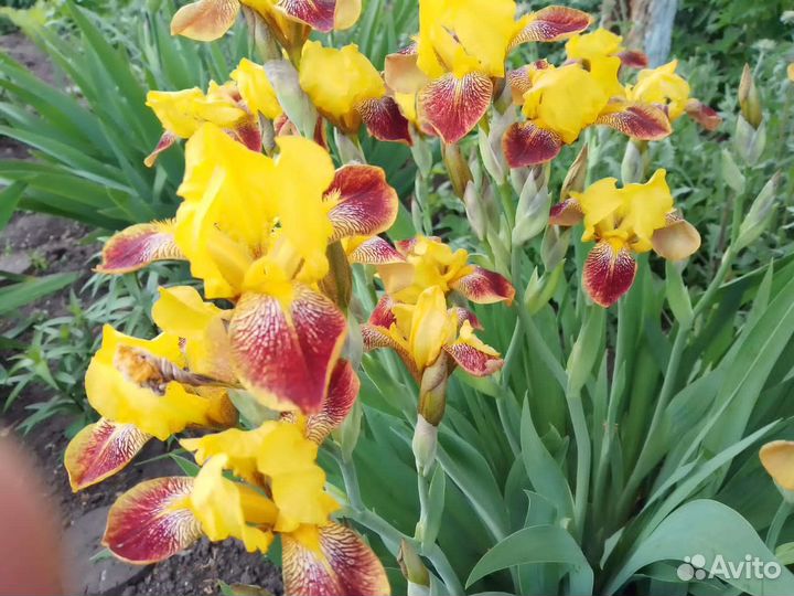 Пион Купена Ирис Вербейник Сныть