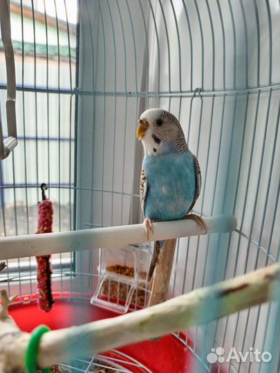 Попугайчик