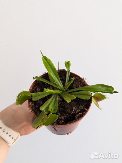 Хищное растение Венерина Мухоловка