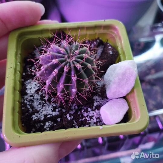 Кактус бесплатно