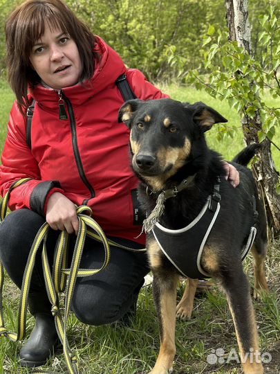 Пёс с золотым сердцем пропадает в приюте