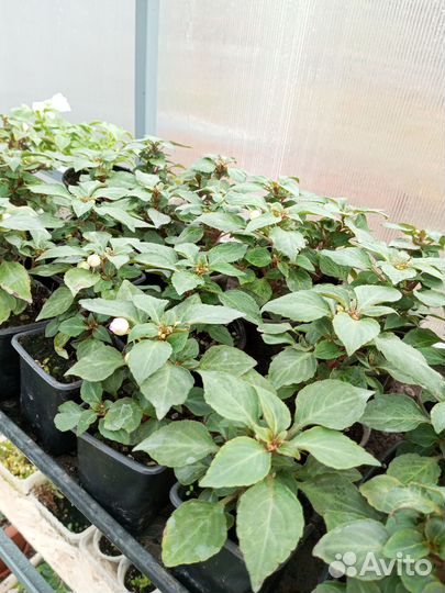 Бальзамин махровый