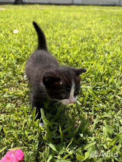 3 черных котенка