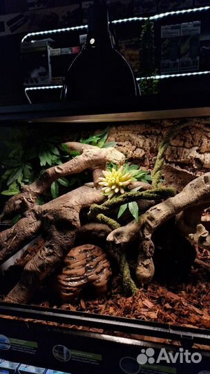 Террариумы премиум класса