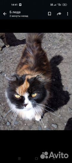 Кошка трёхшёрстная