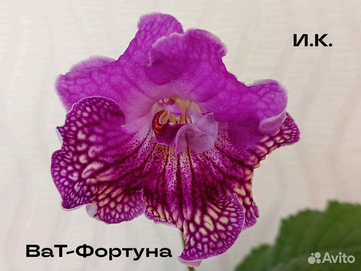 Стрептокарпусы