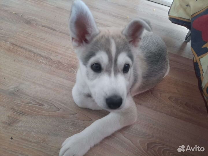 Щенок мальчик бесплатно в добрые руки