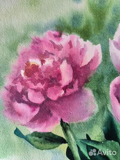 Картина пионы акварелью
