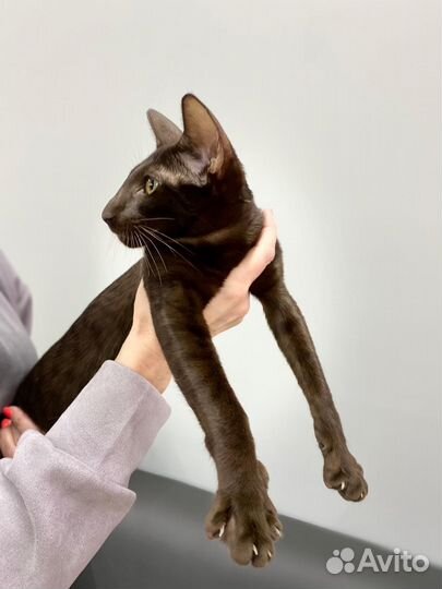 Ориентальная девочка