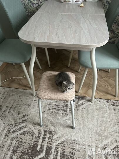 Шотландские котята метис