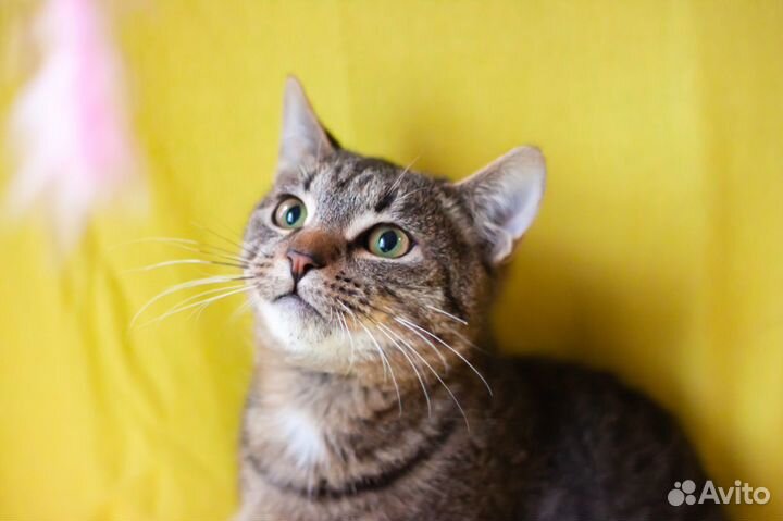 Кот Саня, 2 года