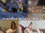 Канадский сфинкс котята