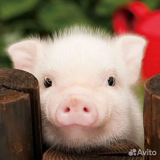 Вахта разнорабочие на ферму с проживанием