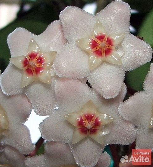 Хойя карноза