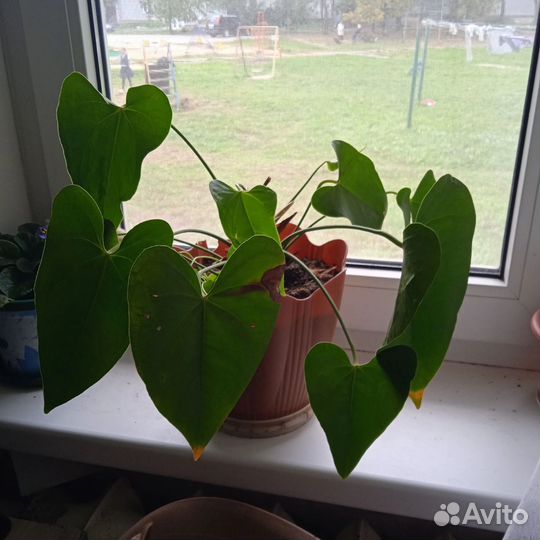 Комнатные растения цветы