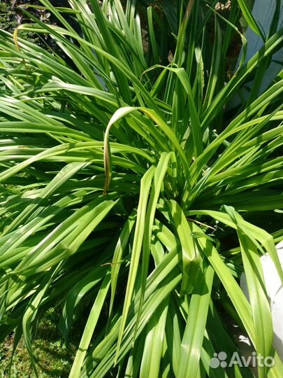 Лилейник Чикаго