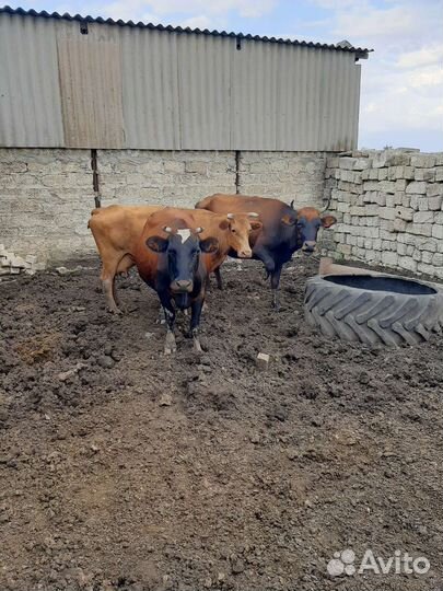 Коровы молочные