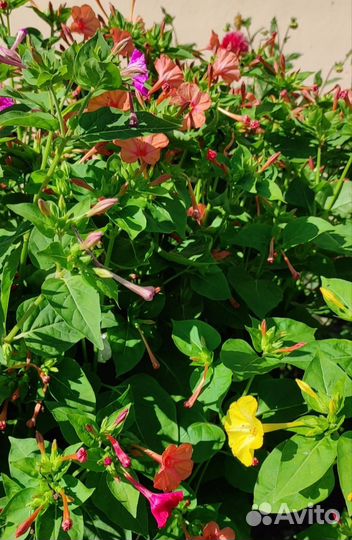 Мирабилис. Семена