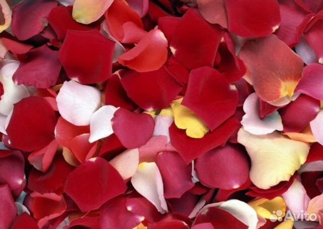 Лепестки роз сушеные и свежие