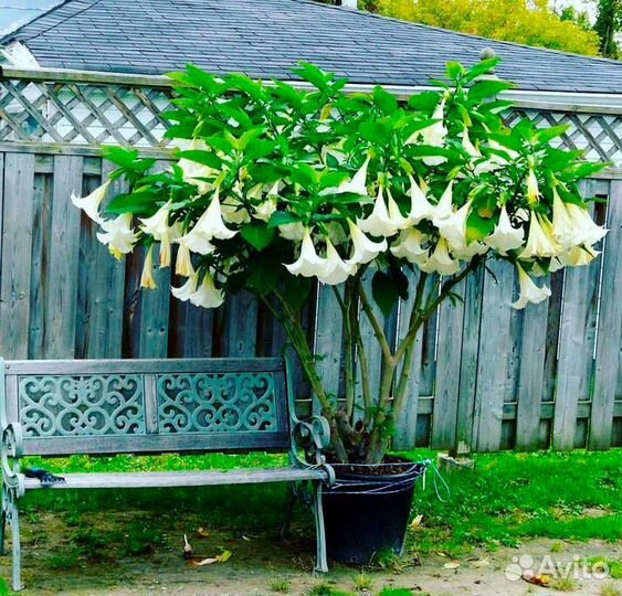 Бругмансия семена