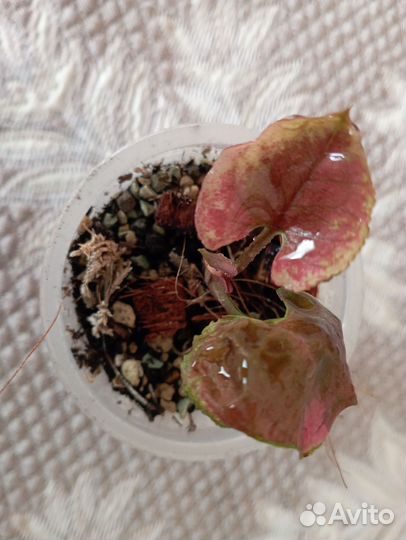 Сингониум клубничный лед galaxy