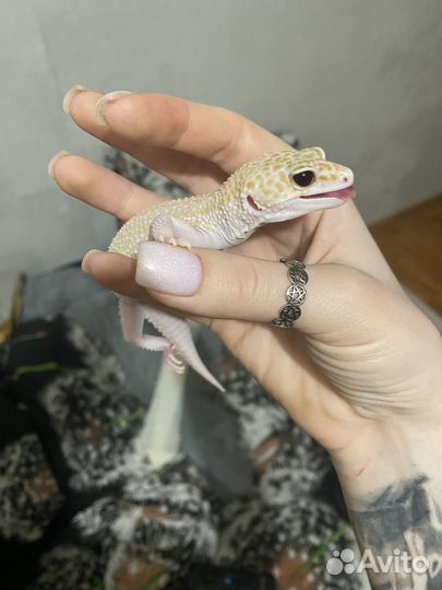 Эублефар с террариумом