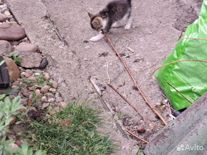 Котята в добрые руки бесплатно