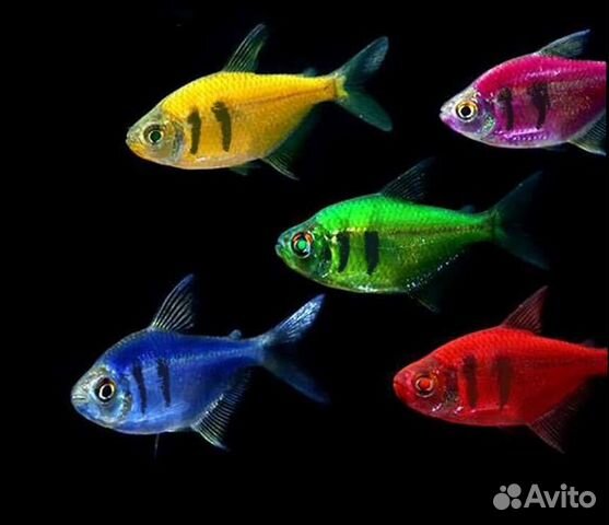 Рыба аквариумная