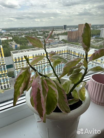 Педилантус