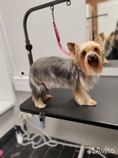 Груминг собак и кошек