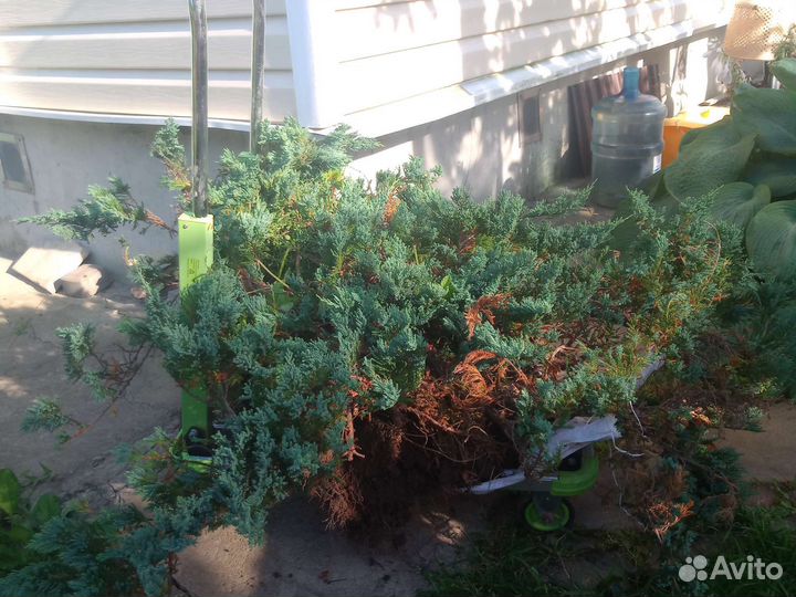 Горизонтальный можжевельник