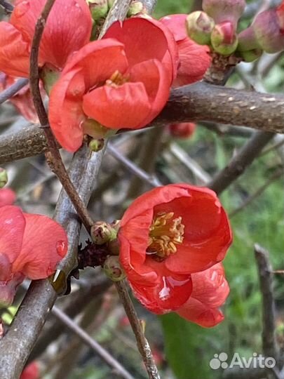 Репетитор по биологии, впр, огэ. Химия (8,9 класс)