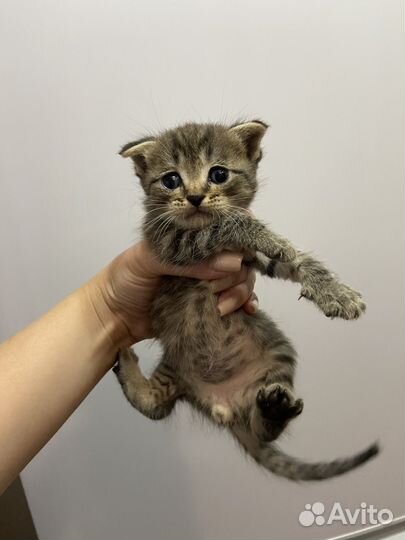 Котята в добрые руки бесплатно