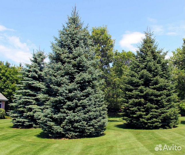 Ель голубая