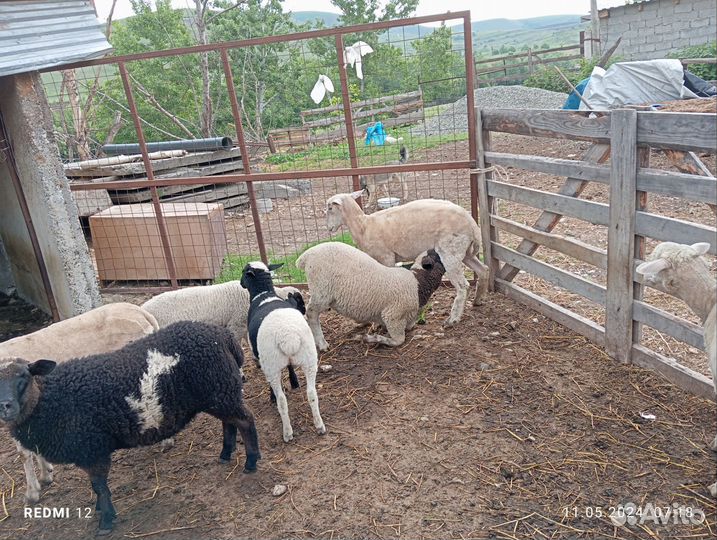 Баранчики на племя