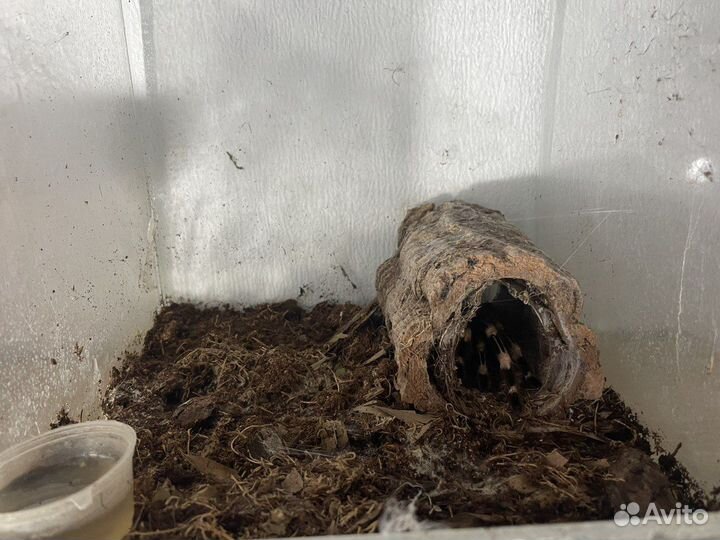 Продаются пауки птицееды и скорпион