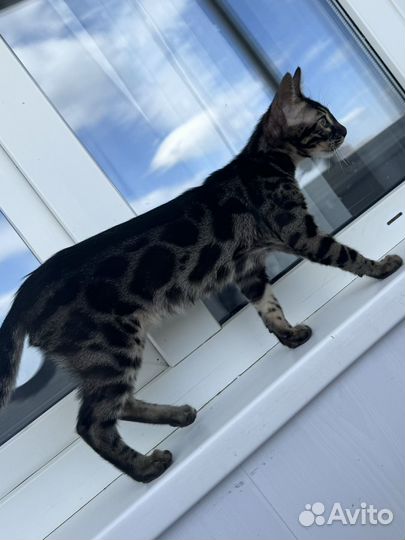 Котик уголь