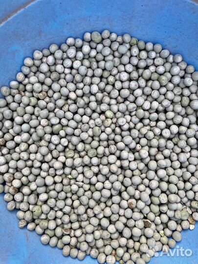 Горох мадрас