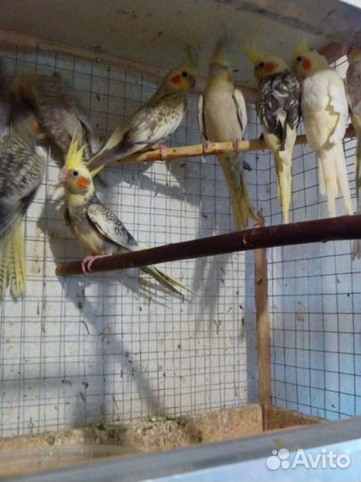 Волнистые попугаи Каррела Неразлучники