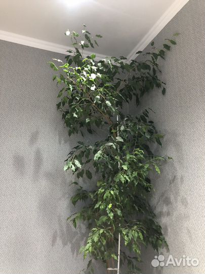 Фикус бенджамина большой