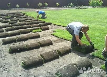 Укладка газона