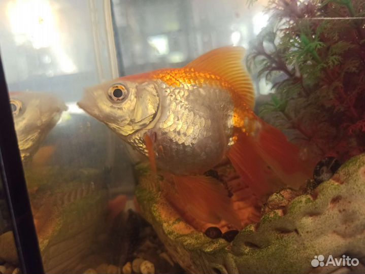 Живая рыба