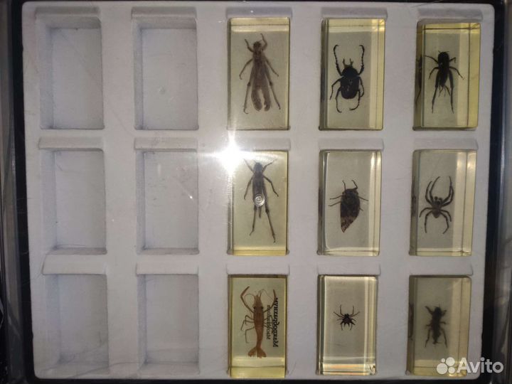 Насекомые и их знакомые Коллекция