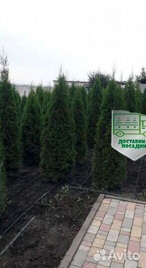 Туя Смарагд