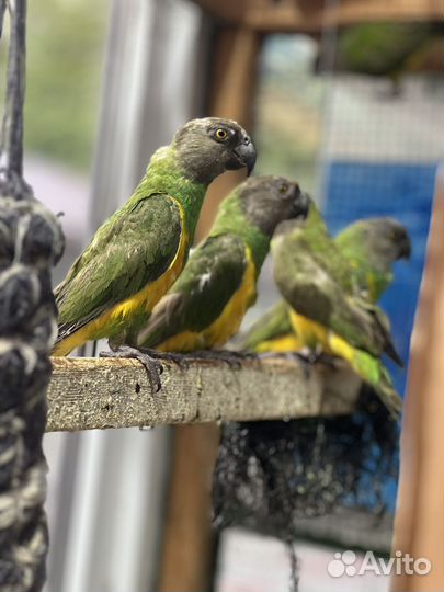 Сенегальский попугай