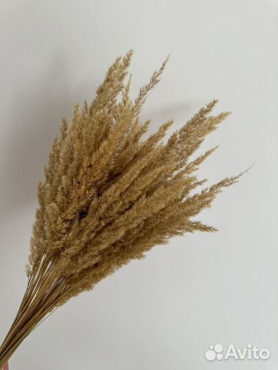 Сухоцветы букет