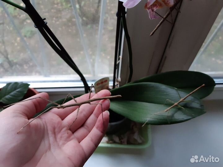 Палочники неожиданные и аннамские