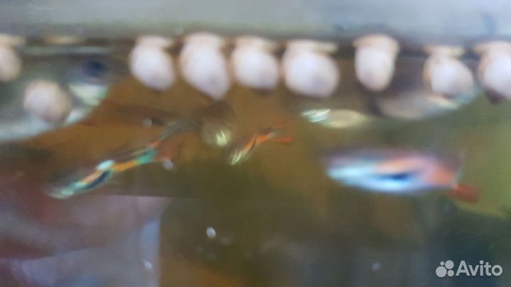 Улитки аквариумные ампулярии