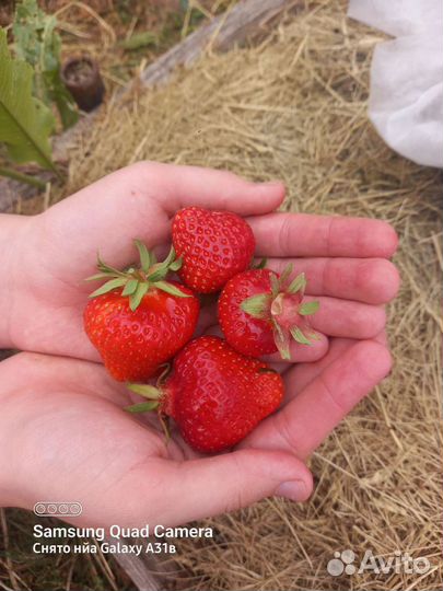 Саженцы клубники Азия